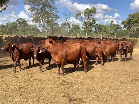 132 PTIC Droughtmaster Cows | Listing | Cattlesales