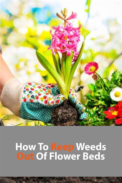 How To Keep Weeds Out Of Flower Beds Gardening Dos And Don Ts