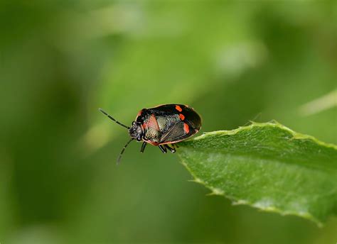 Brassica Shieldbug Eurydema Oleracea Maple Lodge Nr Paul