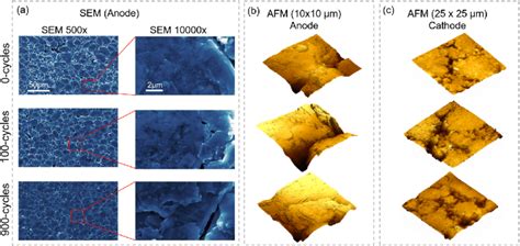 SEM And All Electric AFM Imaging Of Cell Components In Cylindrical