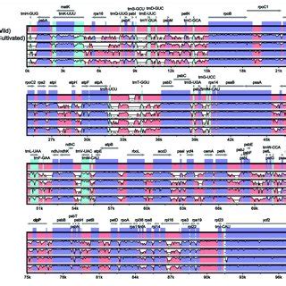 Alignment Of The Six Chloroplast Genome Sequences VISTA Based