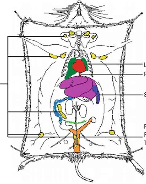 Lung Lymph Nodes Anatomy