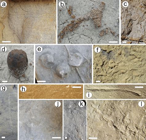 Characteristic Trace Fossils From The Cretaceous Western Interior