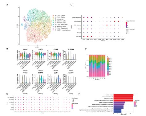 Myeloid Cells Subclustered And Degs Combined With These Six Cell