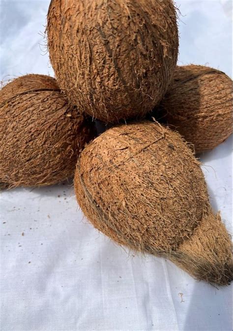 A Grade Solid Semi Husked Coconut Packaging Size Kg Coconut Size