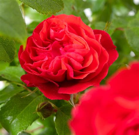 Rose Cherry Girl - Rosa Cherry Girl günstig kaufen