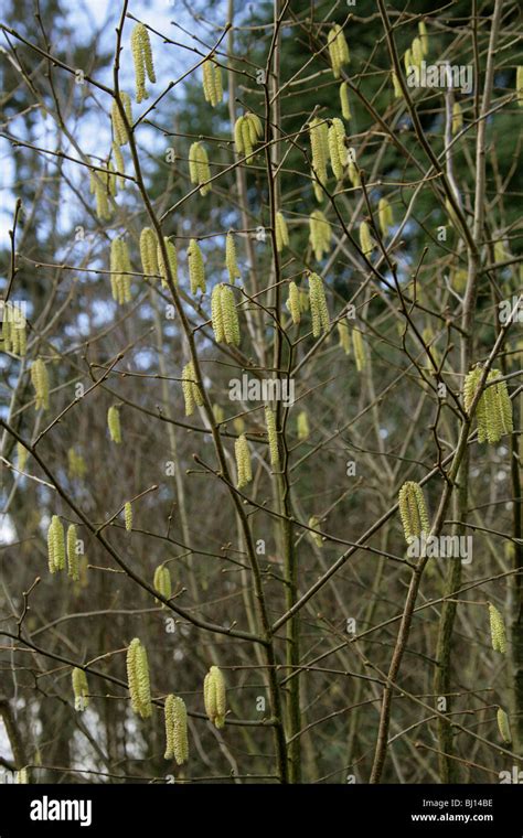 Hasel Pflanze Fotos Und Bildmaterial In Hoher Auflösung Alamy