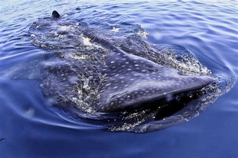 Cancun And Riviera Maya Swim With Whale Sharks Tour W Lunch Getyourguide