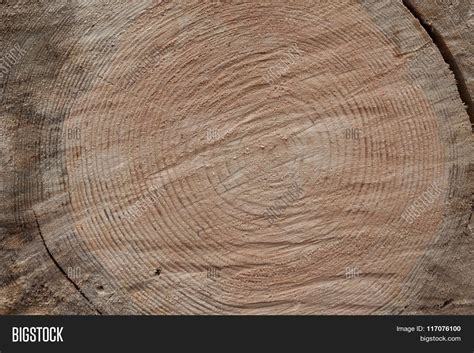 Cross Section Log Image And Photo Free Trial Bigstock