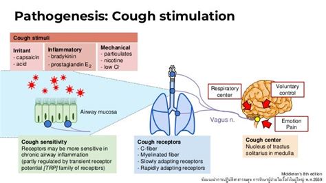 Cough Pathway