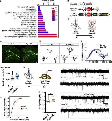 Rgs Mediates Effects Of Voluntary Running On Adult Hippocampal