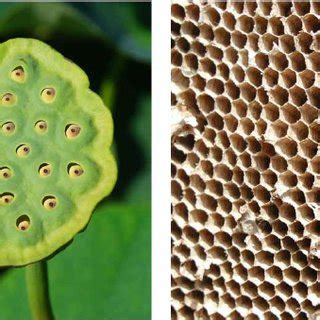 Examples of trypophobic stimuli; lotus seed head (left) and honeycomb ...