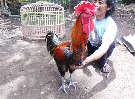 25 Konsep Terkini Gambar Ayam Pelung Asli