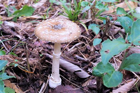 花鳥きのこ好きの素人メモ テングタケ（amanita Pantherina） テングタケ科テングタケ属