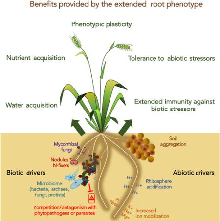 Review An Extended Root Phenotype The Rhizosphere Its Formation And