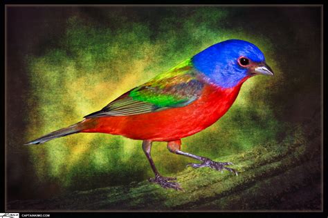 Painted Bunting Bird Textured Art Photomontage