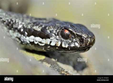 Adder Vipera Berus Male On Lichen Covered Rock Northumberland