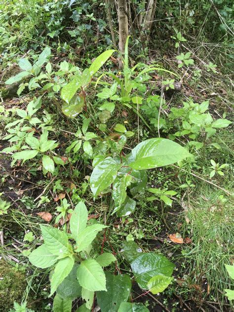 Japanese Knotweed In Cradley Heath Japanese Knotweed Expert