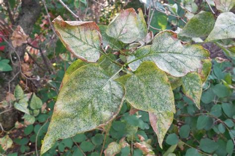 How To Identify And Treat 7 Common Lilac Diseases