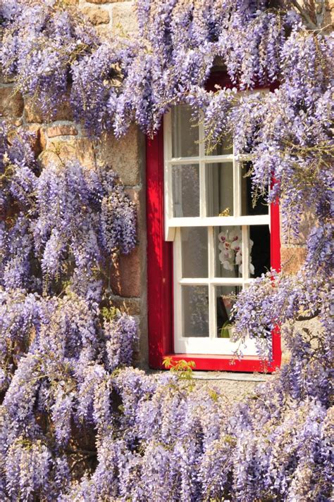 Plantes Grimpantes Quelles Vari T S Pour Habiller Un Mur