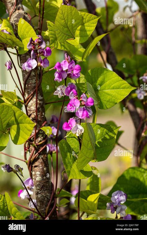 Close Up Bean Flowers And Beans Of Lablab Bean Lablab Purpureus Stock