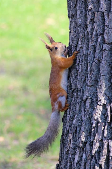 Un Sciurus Eurasiático De La Ardilla Roja Vulgaris En árbol Que Sube De