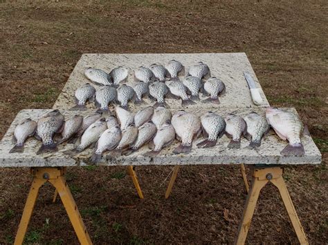 Lake Wedowee Rcrappie