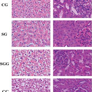 Photomicrographs Of He Stained Liver And Kidney Sections