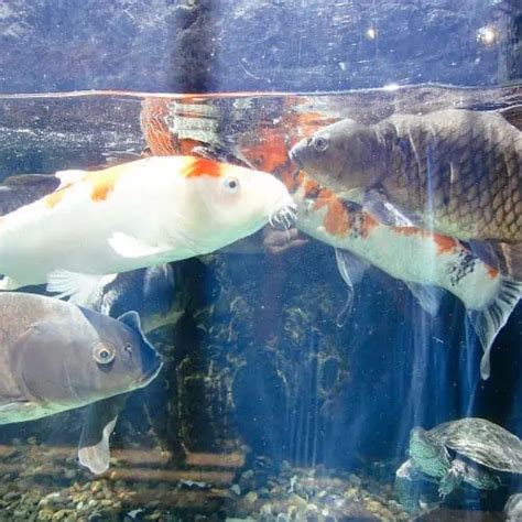 Can Koi Fish Live in an Indoor Tank? [The Facts] - Tendig