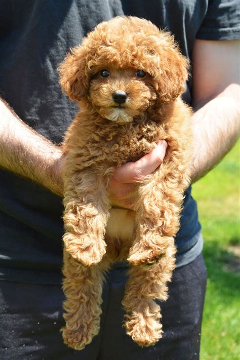 #poochon #puppy #cutest | Poochon puppies, Poochon dog, Puppies