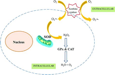 Simple Representation Of Molecular O 2 Conversion Into Superoxide