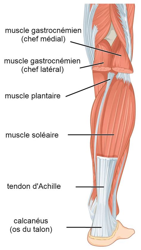 Rupture Traumatique Du Tendon D Achille Urgence Sport Paris