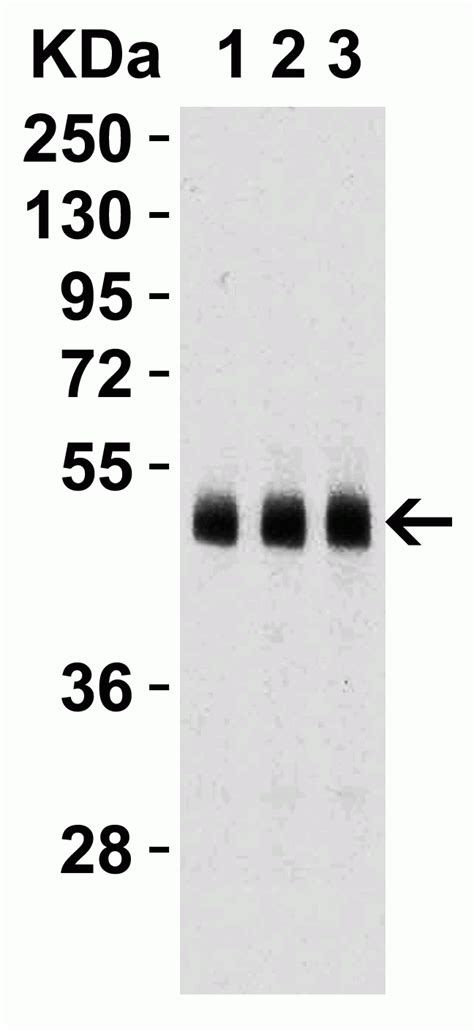 Caspase Antibody Cat No Prosci