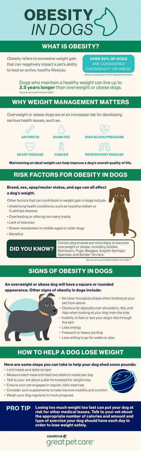 Dog Obesity: Risks, Signs and Solutions | Great Pet Care