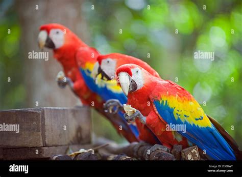 Guacamaya Roja Ara Macao Parrot En El Sitio Arqueológico Maya Las Ruinas De Copán Sitio Del