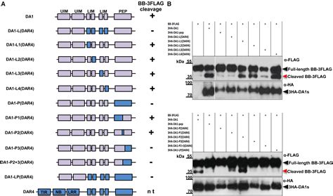 The Integrated Lim Peptidase Domain Of The Csa Chs Dar Paired Immune