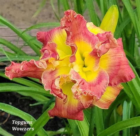 Daylily Hemerocallis Topguns Wowzers In The Daylilies Database