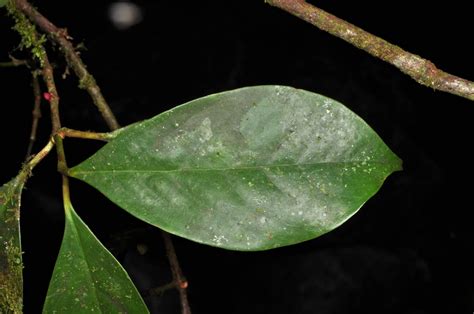 Garcinia Rubra Clusiaceae Image 72011 At PhytoImages Siu Edu