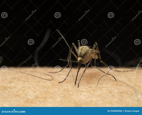 P Front View Of A Coastal Mosquito Aedes Dorsalis On Skin