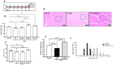 Ccl4 Induced Chronic Liver Injury Induces Muscle Atrophy In Mice