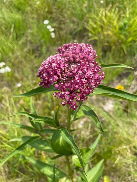 Cow Parsnip Important Native Or Nemesis Natural Areas Notebook