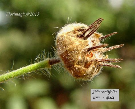 Sida Cordifolia Images Useful Tropical Plants