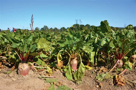 Betterave De L Nergie Dans La Racine Journal Paysan Breton