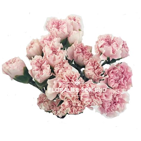 Carnation Light Pink Floralife Sdn Bhd