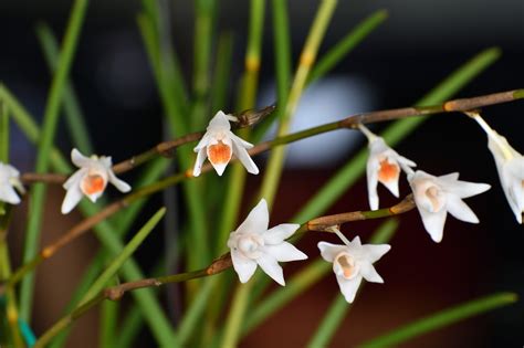 Dendrobium Orquídeas Flores Foto gratis en Pixabay Pixabay