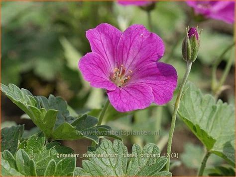 Ooievaarsbek Geranium Riversleaianum Russell Prichard