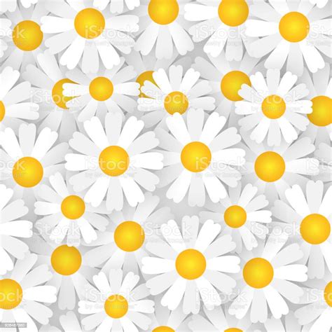 White Chamomile Flowers Seamless Pattern Beautiful Floral Ornament