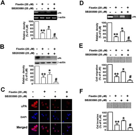 Figure From Fisetin Inhibits Migration And Invasion Of Human Cervical