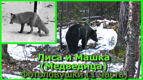 Лиса и Машка Медведица Фотоловушки (1 часть) - YouTube