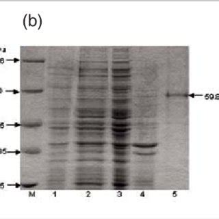 A And B Pcr Amplification Of Dead Box Helicase Of P Falciparum